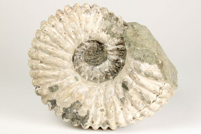 Bumpy Ammonite (Douvilleiceras) Fossil - Madagascar #205064